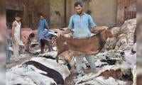45 Arrested For Illegally Collecting Animal Hides