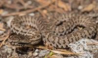 Scientists Discover Rare Snake Diversity Of Himalayan Pit Viper