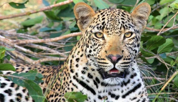 Representational image of a leopard. — Pexels/File
