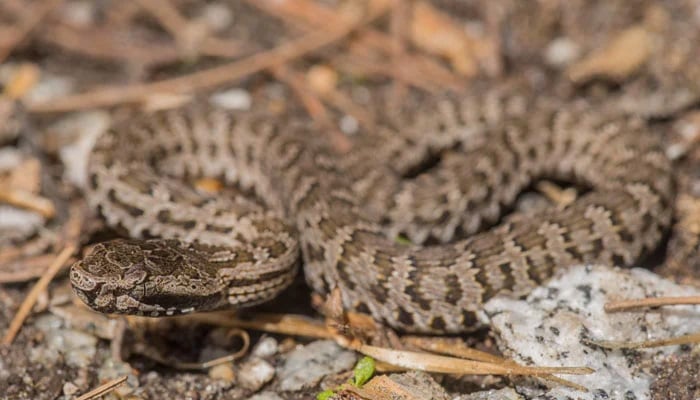 Himalayan pit viper seen in this image. — APP/File