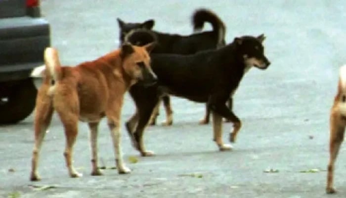 A representational image showing stray dogs in Islamabad in this image released on August 9, 2024. — INP