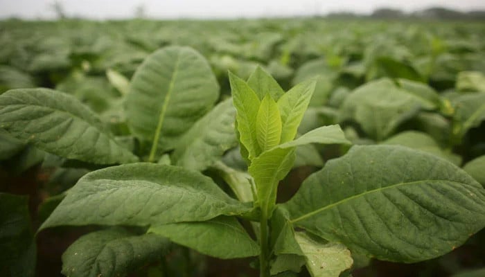 KP tobacco industrialists, growers seek tax cut in budget