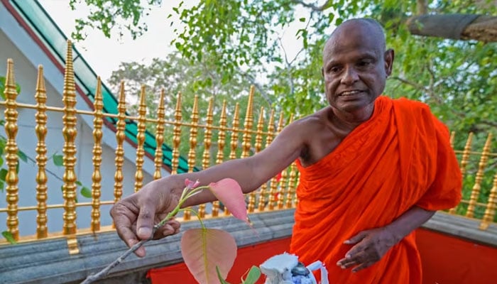 This picture taken on May 19, 2023 shows senior Buddhist monk Pallegama Hemarathana, chief custodian of an ancient Bodhi tree believed to have grown from a sapling from the one in India that sheltered the Buddha, showing the trees newly-sprouted leaves at the Sri Maha Bodhi temple in Anuradhapura.—Reuters