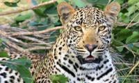 Saving Wildlife