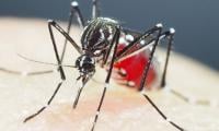 Study Highlights Unusual Mosquito Behaviour