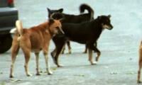Islamabad’s Stray Dog Dilemma: Fear On The Streets, Debate In Courts