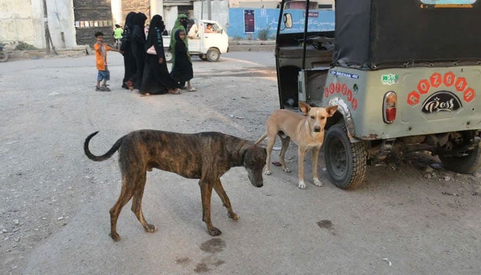 A view of the stray dogs wandering freely in the street, which may result in any dog biting incident in the city on December 29, 2025. — Online