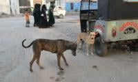 Stray Dog Bite Cases Rise In Mardan