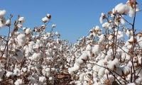 Punjab Cotton Area Shrinks To Lowest Since 1967