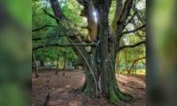 Pakistan’s Ancient Forests A Climate Treasure