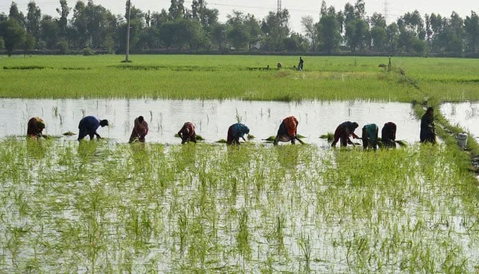 Farmers plant paddy saplings in a field in Sindh. — AFP/File
