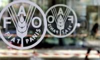 World Food Prices Slip In May, Still Near Three-year High, FAO Says