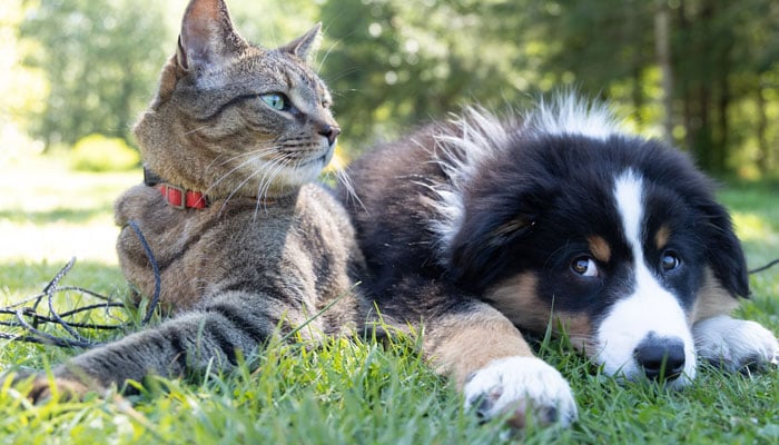 A representational image shows a dog and a cat resting in a Park. —Unsplash/File