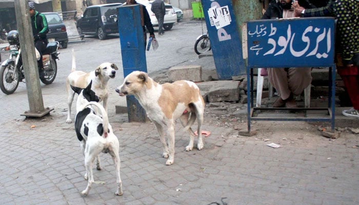 Street dogs are searching for food in Lahore on January 21, 2026. — PPI