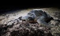 China Warns ‘spy Turtles’ Are Fishing For Sea Secrets
