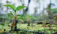 Green Pakistan Programme Gets Lion’s Share Of Climate Budget Allocation