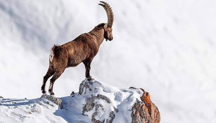 A markhor seen on a glacier in this undated image.— Facebook@HuntersHaven/File