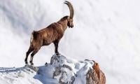 GB Trophy Hunting Programme Generates Over Rs1bn In Five Years