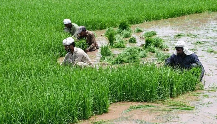 Farmers harvest rice seedlings at a paddy field on the outskirts of Lahore on June 25, 2024. — AFP