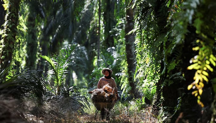 A worker pushes a wheelbarrow loaded with oil palm bunches at a plantation in Ijok, Malaysia May 14, 2025. — Reuters