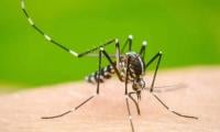 Dengue Larvae Found In Over 7pc Of Houses In 7 UCs