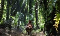 Scientists Discover ‘hyperparasite’ In Malaysia Borneo Jungle