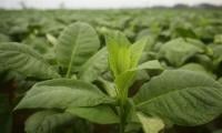 Swabi Tobacco Growers Ask MPs To Highlight Their Issues