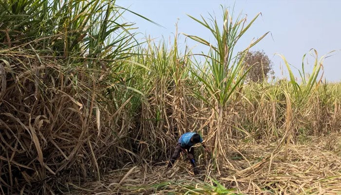 A man harvests sugarcane in a field in Kolhapur district in the western state of Maharashtra, India on February 17, 2026. — Reuters