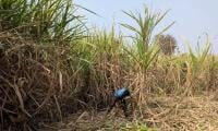 India Likely Won’t Export Sugar For Years As El Nino, Ethanol Squeeze Supply