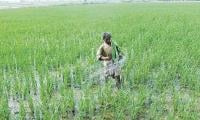 Punjab Abiana Hike Favours Thirsty Crops