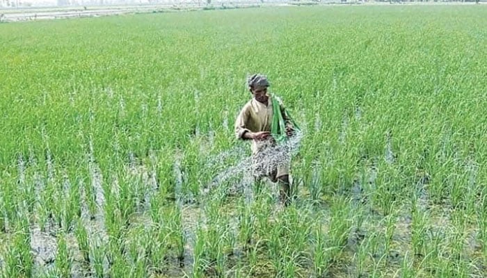 A farmer sprinkles fertiliser in a field. —APP/File