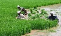 Water Scarcity Threatens Pakistan’s Food Security: Study