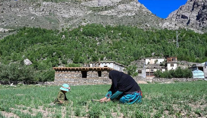 Afghan woman farmer Habiba (right) working at a field in the Eshtiwi village of Afghanistans Parun district. — AFP