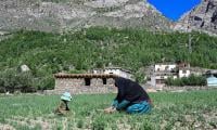 The Afghan Women Farmers Keeping Their Village Alive