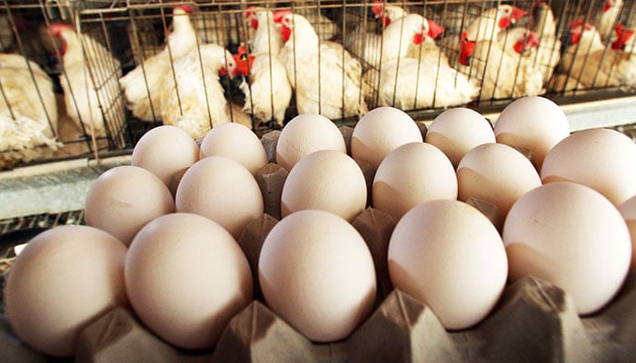 Representational image of an egg tray. —TheNews/File