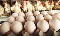 Low Prices: BD Poultry Farmers Smash Eggs On Highway