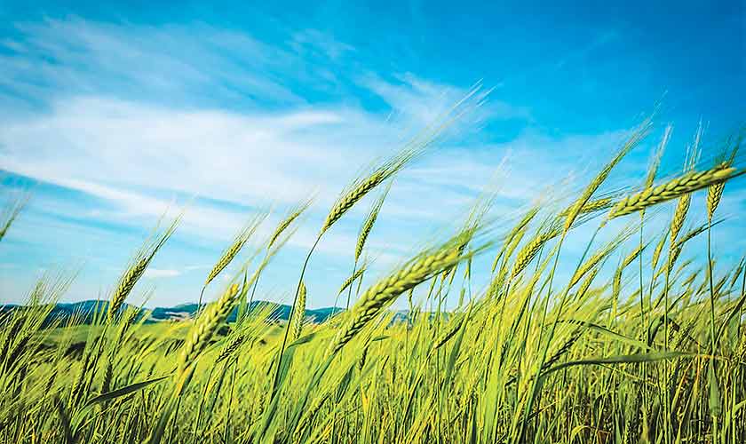 TWO CROPS,  ONE FIELD