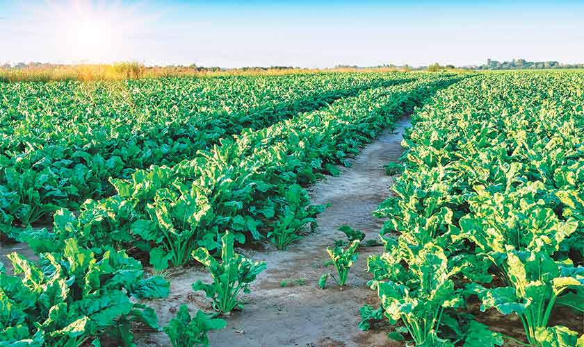 TWO CROPS,  ONE FIELD