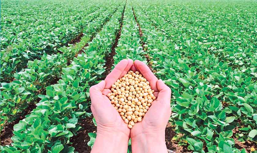 TWO CROPS,  ONE FIELD