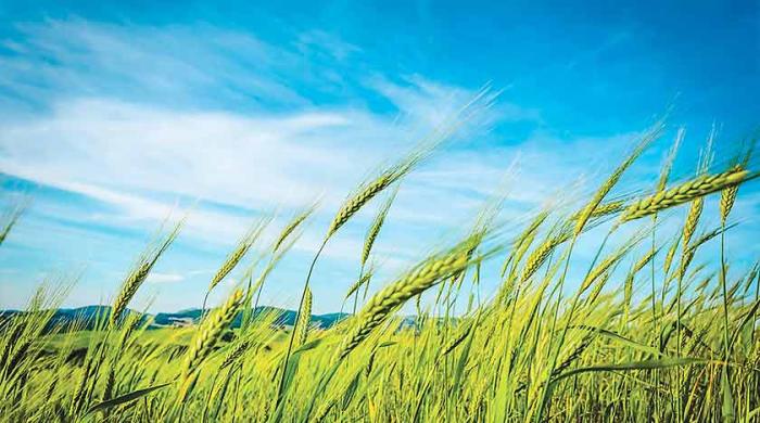 TWO CROPS,  ONE FIELD