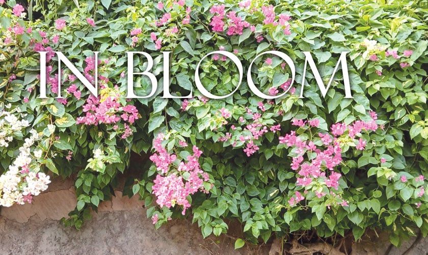 In Bloom