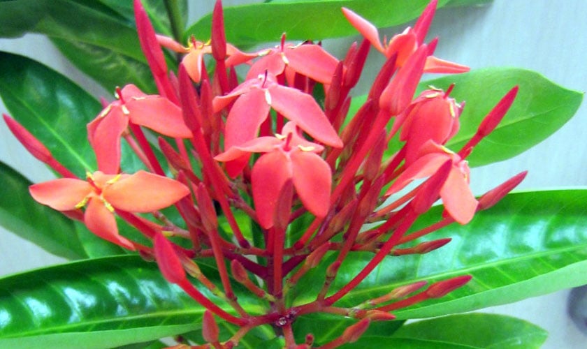 In Bloom