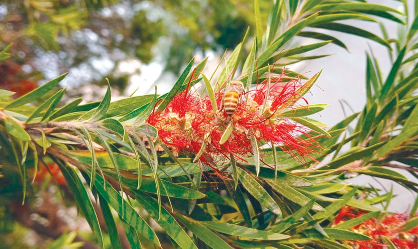 In Bloom