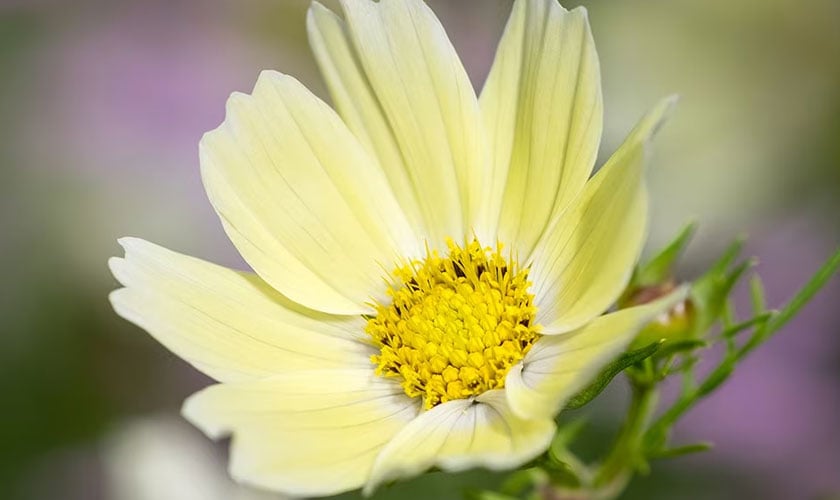 In Bloom
