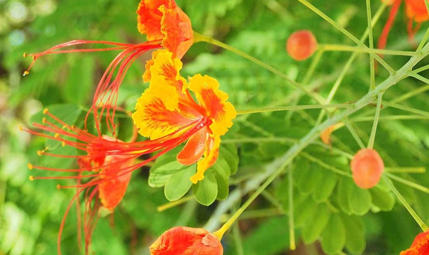 In Bloom