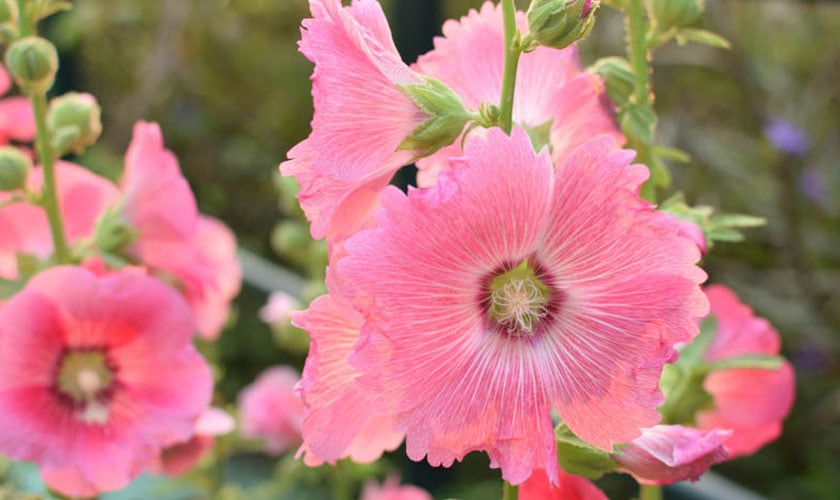 In Bloom