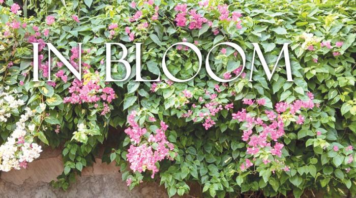 In Bloom