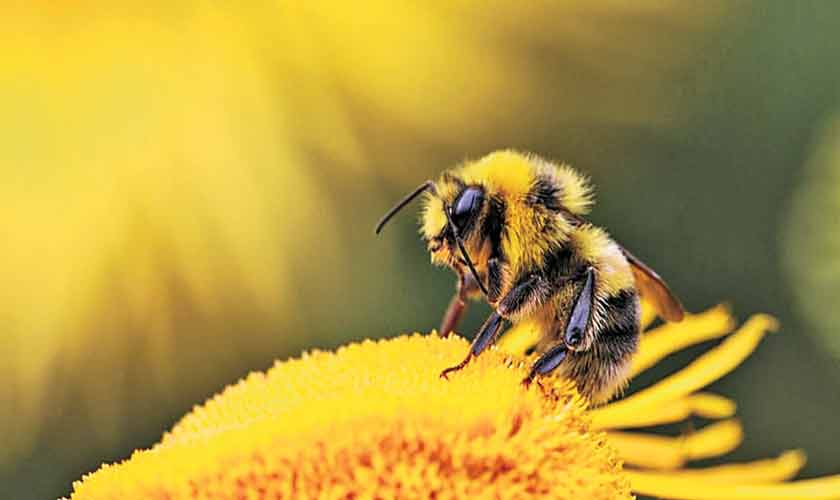 BEE AWARE!