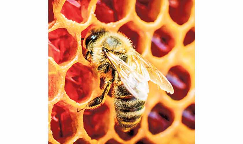 BEE AWARE!