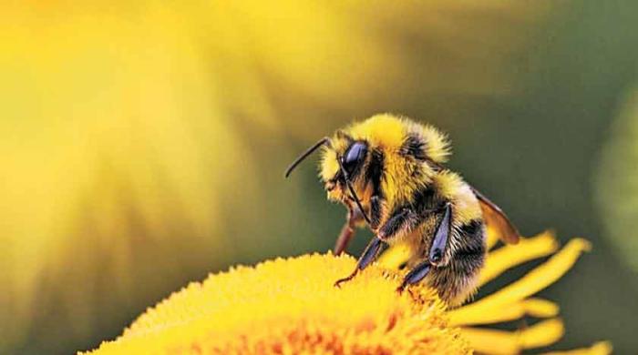 BEE AWARE!